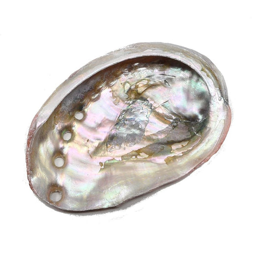 Abalone Shells